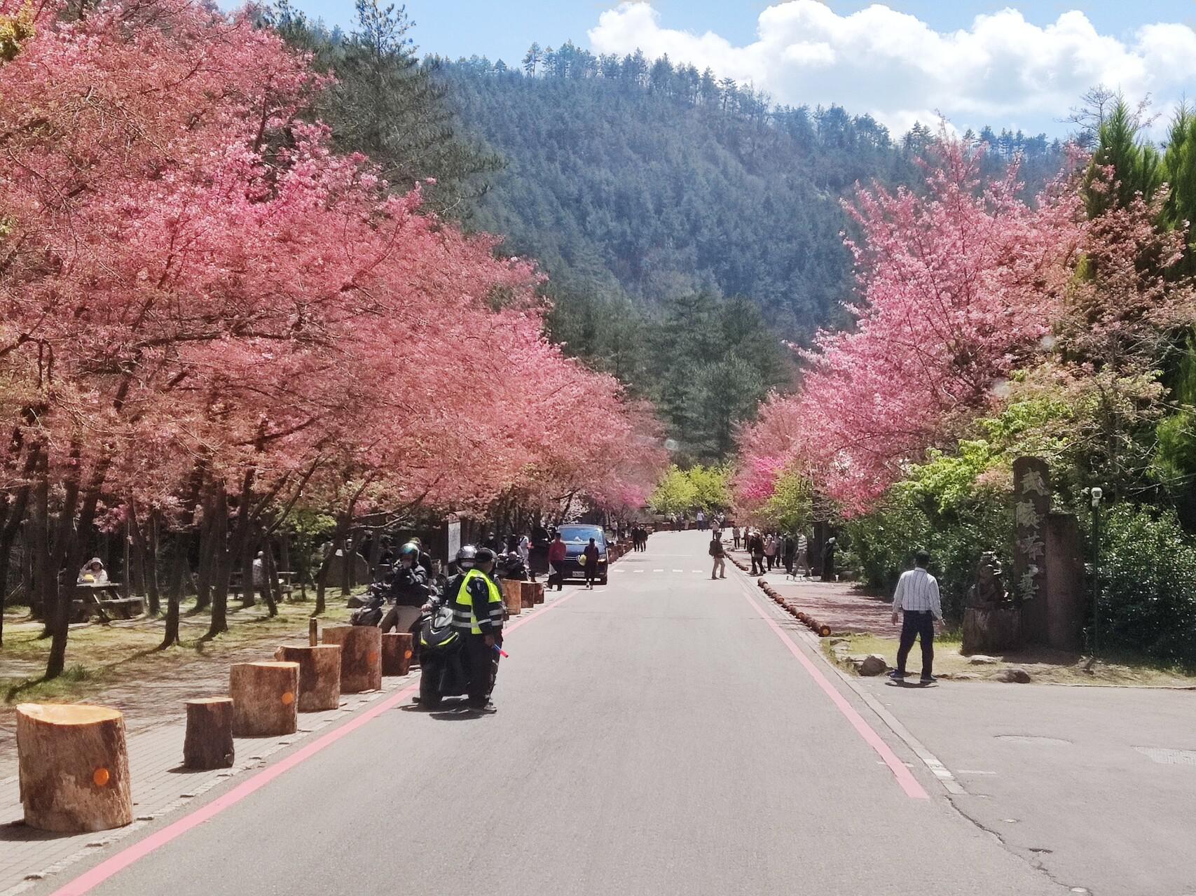 一整排的武陵櫻花