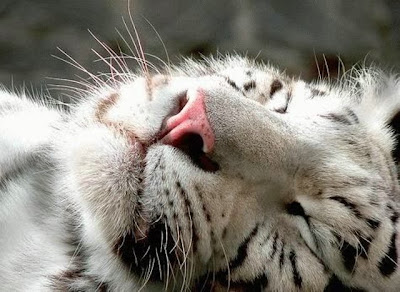 cute sleeping animal cute sleeping animal