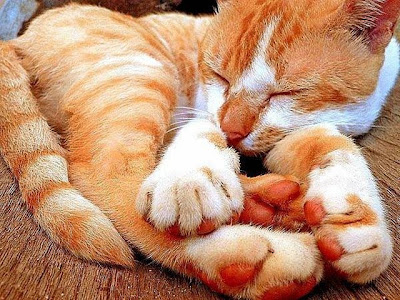 cute sleeping animal cute sleeping animal
