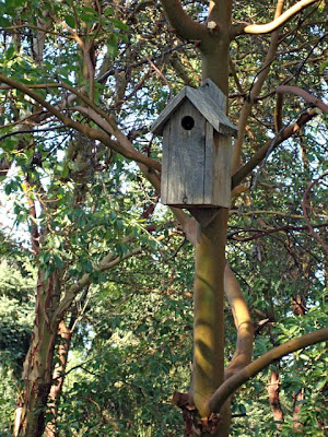 bird house, madrona trees