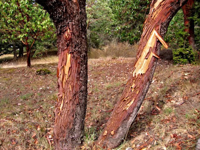 Pacific Madrone, madrona trees in our yard