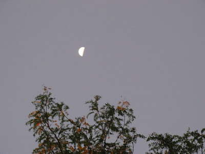 I took this picture as I walked home from work a little before 7 A.M.