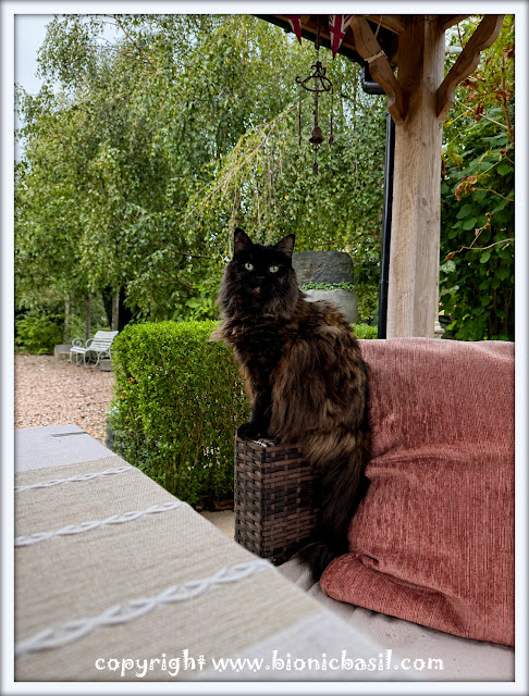 The BBHQ Midweek News Round-Up ©BionicBasil® Pandora's Under the Gazebo Pandora, a long‑haired brindle tortie cat with striking green eyes, sits upright on a small wicker stool beneath a garden gazebo. She looks alert and regal, framed by soft outdoor light, reddish cushions, and lush greenery in the background, creating a peaceful BBHQ garden moment.