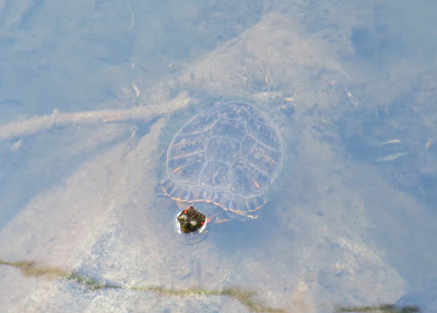 Red-eared slider, Monday, October 03, 2016, 11:48:39 AM