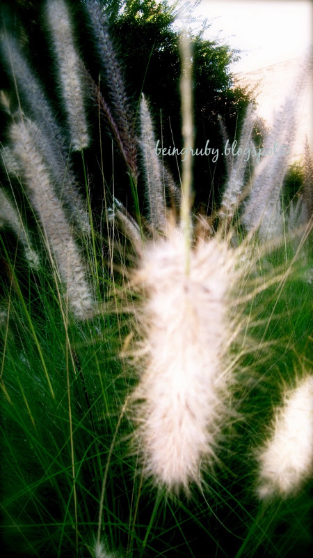 BeingRuby - splendourgrass - 201005 - o
