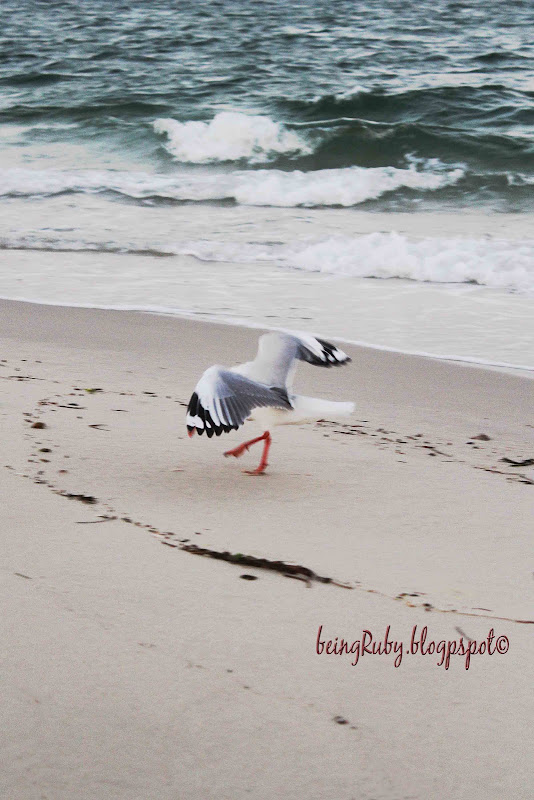 BeingRuby - Seagull-e