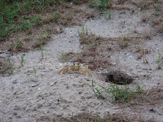 The ghost crab next door. Not pictured: Ghost melon. The ghost crab next door. Not pictured: Ghost melon.