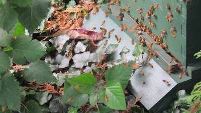 Bees were still busy back on October 16