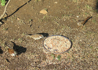 sparrows, March 21, 2016, 8:22:25 AM