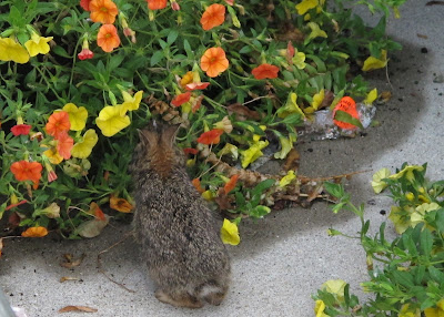 The Petite Petunia Pilferer