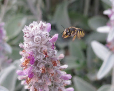 Transverse Flower Fly, Eristalis transversa