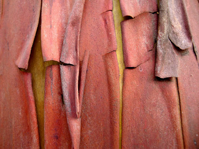 Pacific Madrone, madrona, fracturing bark