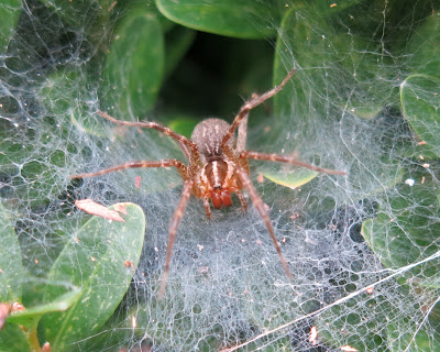 grass spider, Thursday, October 13, 2016, 2:22:46 PM