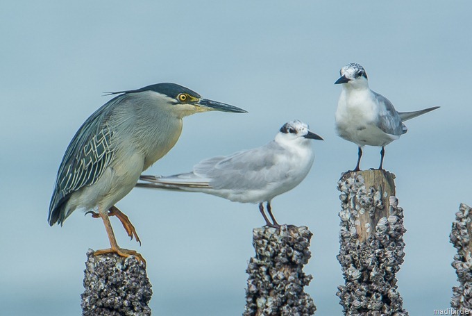 DSC_4595 DSC_4595