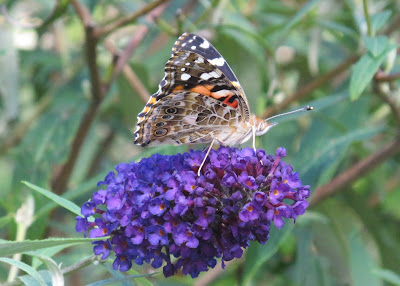Painted Lady, Vanessa cardui