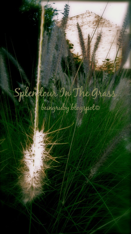 BeingRuby - splendourgrass - 201005 - 1