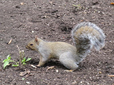 Squirrel