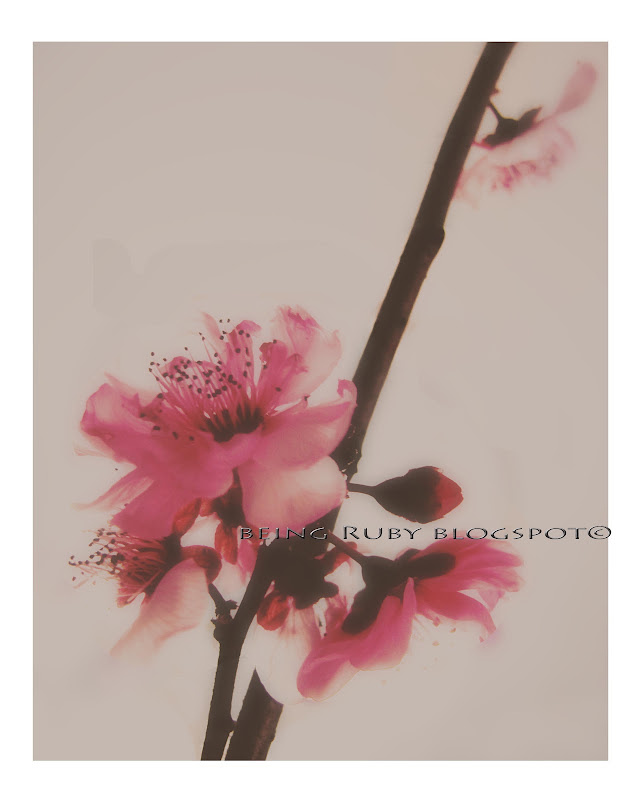BeingRuby - Spring Blossoms -4e