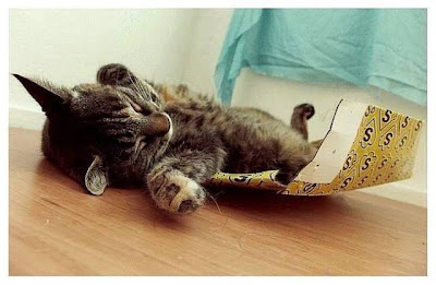 cute sleeping animal cute sleeping animal