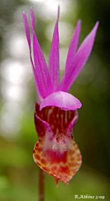 calypso orchid, fairy slipper orchid, calypso bulbosa