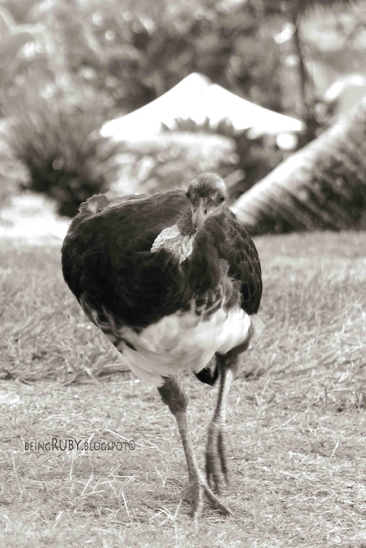 BeingRuby - Turkey-5