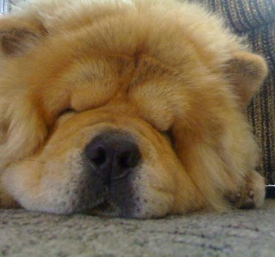 cute sleeping animal cute sleeping animal