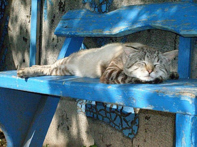 cute sleeping animal cute sleeping animal