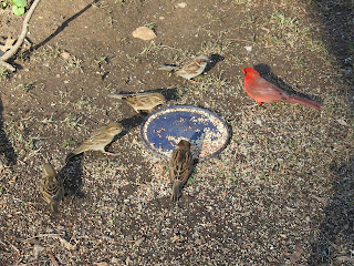 birdie breakfast, Today, March 21, 2016, 8:16:44 AM