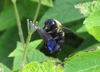cheating Carpenter bee 2