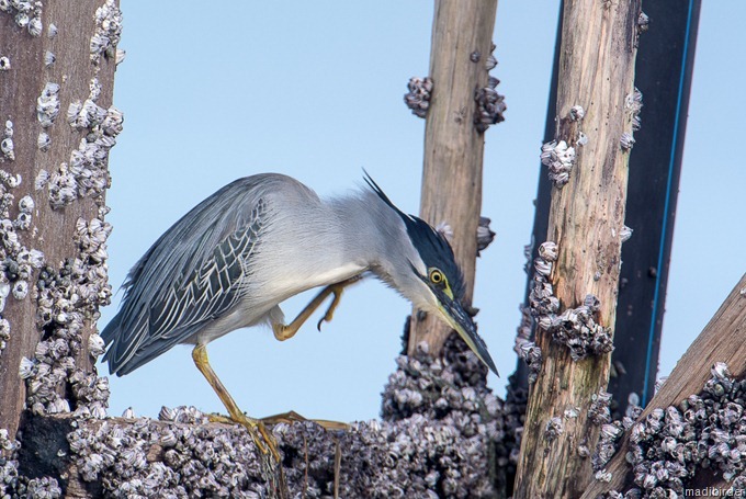 DSC_4552 DSC_4552