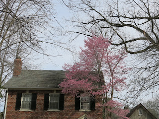 redbud, March 11, 2016, 2:04:44 PM