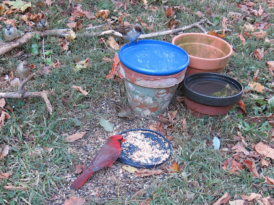 Mr. Cardinal and sparrow, October 25, 2016, 10:29:28 AM