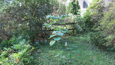 Eastern Redbud, Wednesday, October 12, 2016, 10:18:20 AM
