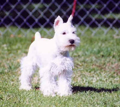 sugarbaby as a puppy