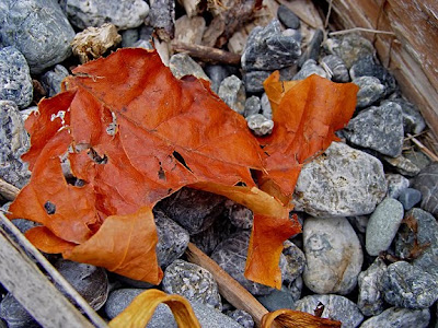 leaf on beach, photo by Robin Atkins