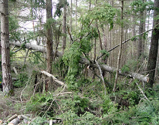 Many fallen trees and branches, photo by Robin Atkins