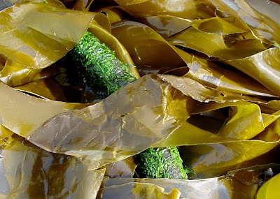kelp, photo by Robin Atkins