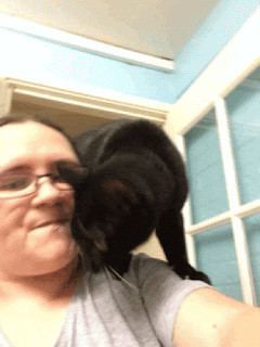 A selfie taken by a brunette, bespectacled, thirtysomething white woman, wearing a grey T-shirt and standing in a blue kitchen. She has a black cat with white whiskers standing on her left shoulder like a parrot. The cat rubs her cheek on the woman's face and then sniffs her mouth and nose; the woman pulls a kissy face in response.