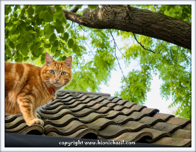 The BBHQ Midweek News Round-Up ©BionicBasil® Fudge's On The Roof Again An orange tabby cat wearing a collar with a small bell stands confidently on a wavy‑tiled rooftop, looking directly toward the camera. Green leafy branches frame the background against a bright sky, creating a lively outdoor scene that captures Fudge’s curious, adventurous habit of climbing onto the roof at BBHQ.