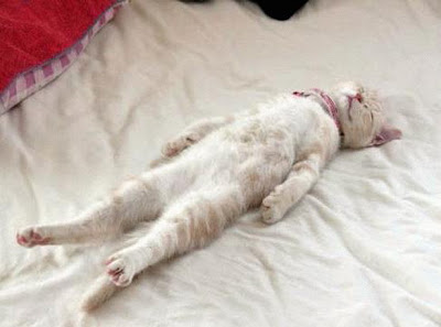 cute sleeping animal cute sleeping animal