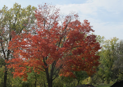 Fall Colors 1