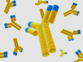 Pengertian dan Fungsi Antigen Antibodi Pengertian dan Fungsi Antigen Antibodi