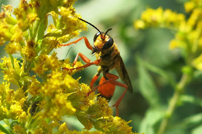 Great Golden Digger Wasp, Tuesday, October 04, 2016, 1:04:40 PM