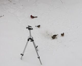 backyard birds in the snow, Monday, February 15, 2016, 12:59:29 PM