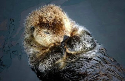 cute sleeping animal cute sleeping animal