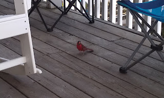 This little guy kept coming back for the peanuts we were eating while drinking on the deck. This little guy kept coming back for the peanuts we were eating while drinking on the deck.