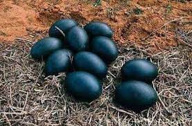 Mengungkap Misteri Hitam Pekat Ayam Cemani Mengungkap Misteri Hitam Pekat Ayam Cemani