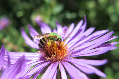 sweat bee, Saturday, October 15, 2016, 1:26:39 PM