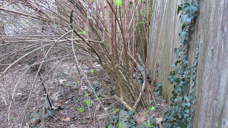 mystery birdie bush branches, Saturday, March 19, 2016, 7:39:47 AM
