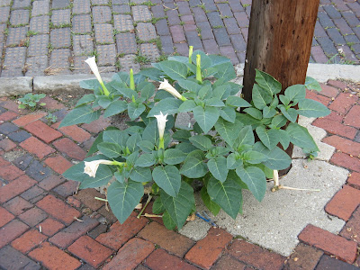 Ohio Moonflowers